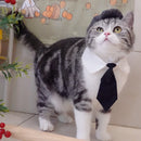 Traje Elegante para Gatos